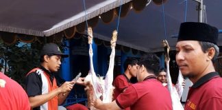 Kurban Rabu 28 Juni, SDM Limas Sembelih 3 Sapi dan 11 Kambing