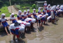 Murid kelas 1 SD Muhammadiyah 15 Surabaya (SDM Limas) belajar menanam padi dengan teknik tandur (menanam mundur) di Lembah Pendawa Pandaan, Pasuruan. (Ali/KLIKMU.CO)