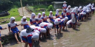 Murid kelas 1 SD Muhammadiyah 15 Surabaya (SDM Limas) belajar menanam padi dengan teknik tandur (menanam mundur) di Lembah Pendawa Pandaan, Pasuruan. (Ali/KLIKMU.CO)