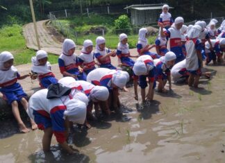 Murid kelas 1 SD Muhammadiyah 15 Surabaya (SDM Limas) belajar menanam padi dengan teknik tandur (menanam mundur) di Lembah Pendawa Pandaan, Pasuruan. (Ali/KLIKMU.CO)