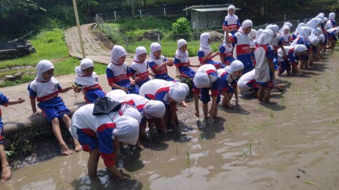 21c158b1-3967-4cb2-8c77-459dabbdd77d Murid kelas 1 SD Muhammadiyah 15 Surabaya (SDM Limas) belajar menanam padi dengan teknik tandur (menanam mundur) di Lembah Pendawa Pandaan, Pasuruan. (Ali/KLIKMU.CO)
