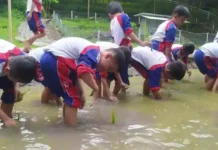 Siswa SDM Limas belajar menanam padi atau tandur di Lembah Pendawa Pandaan Pasuruan. (foto:ist)