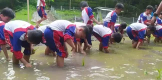 Siswa SDM Limas belajar menanam padi atau tandur di Lembah Pendawa Pandaan Pasuruan. (foto:ist)