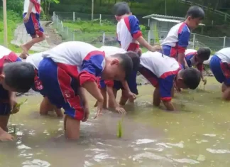 Siswa SDM Limas belajar menanam padi atau tandur di Lembah Pendawa Pandaan Pasuruan. (foto:ist)