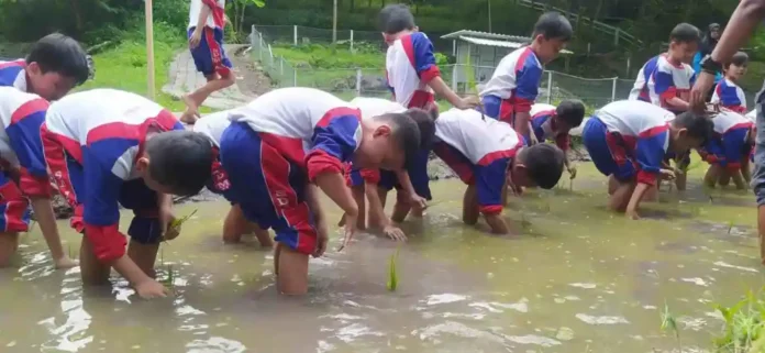 Siswa SDM Limas belajar menanam padi atau tandur di Lembah Pendawa Pandaan Pasuruan. (foto:ist)