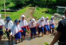Para Murid SD Muhammadiyah 15 Surabaya menanam di Sawah Lembah Pandawa Pandaan Pasuruan. foto: ali shodiqin
