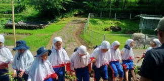 Para Murid SD Muhammadiyah 15 Surabaya menanam di Sawah Lembah Pandawa Pandaan Pasuruan. foto: ali shodiqin