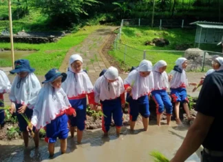 Para Murid SD Muhammadiyah 15 Surabaya menanam di Sawah Lembah Pandawa Pandaan Pasuruan. foto: ali shodiqin