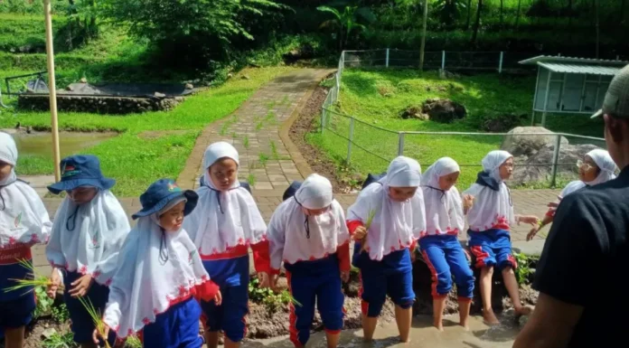 Para Murid SD Muhammadiyah 15 Surabaya menanam di Sawah Lembah Pandawa Pandaan Pasuruan. foto: ali shodiqin