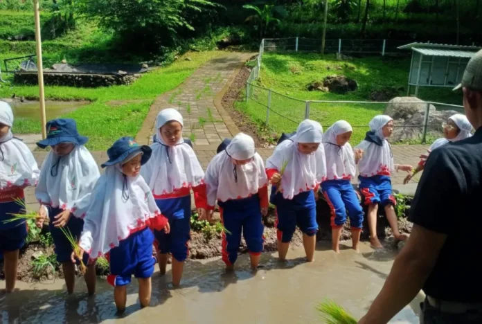 Para Murid SD Muhammadiyah 15 Surabaya menanam di Sawah Lembah Pandawa Pandaan Pasuruan. foto: ali shodiqin Para Murid SD Muhammadiyah 15 Surabaya menanam di Sawah Lembah Pandawa Pandaan Pasuruan. foto: ali shodiqin